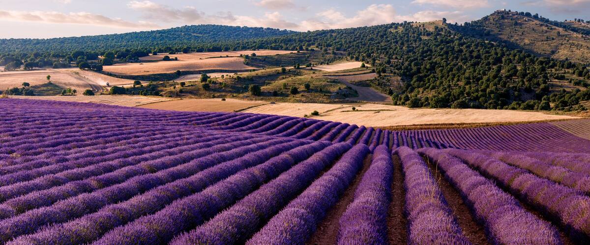 Panoramic of a lavender field in the province of Guadalajara. Spain