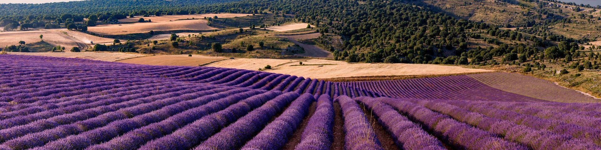 Panoramic of a lavender field in the province of Guadalajara. Spain