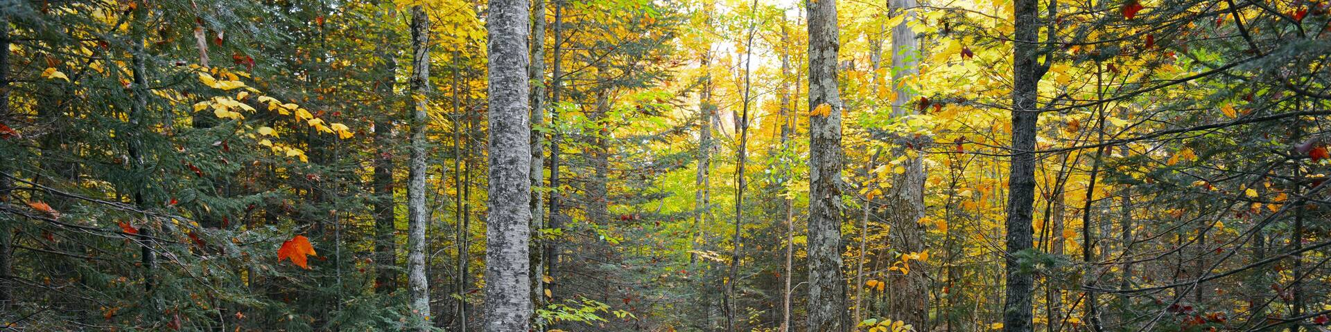 Autumn foliage with red, orange and yellow fall colors in a Northeast forest with hiking trail