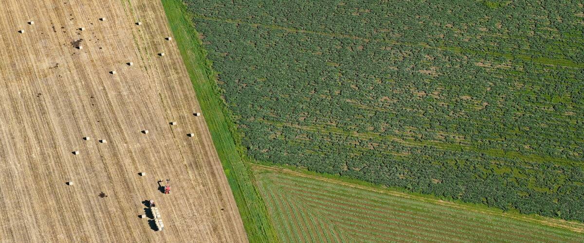 An aerial view of a large agricultural field with rows of crops and a dense forest area to the right.