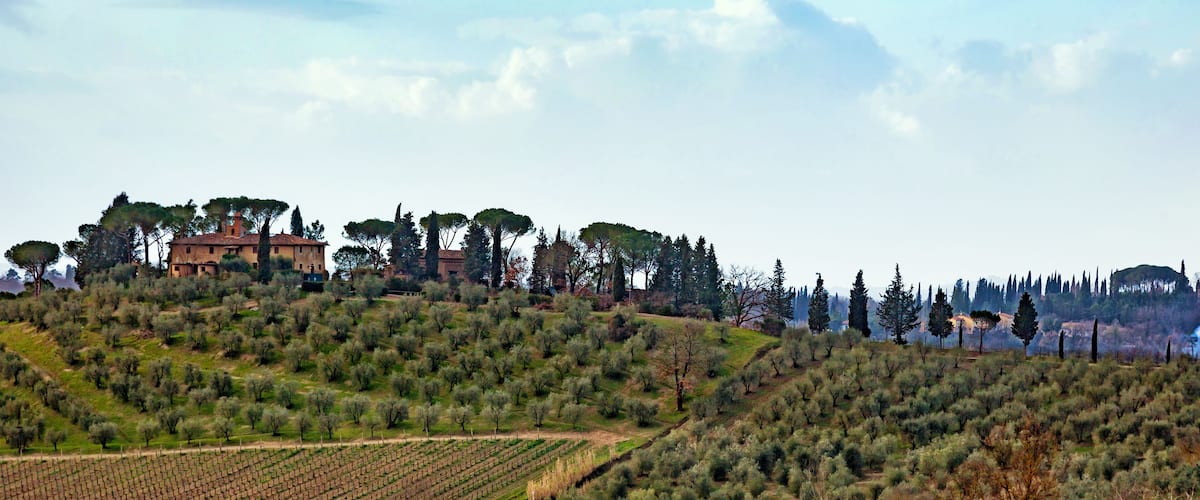 A vineyard with rows of grapevines, a hill with scattered trees, and a historic building in the background.