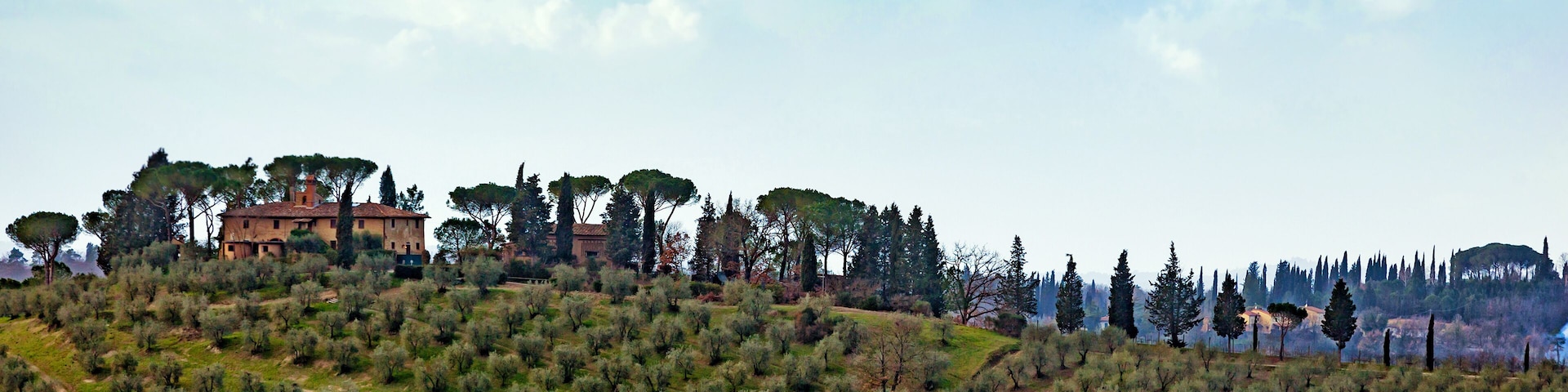 A vineyard with rows of grapevines, a hill with scattered trees, and a historic building in the background.