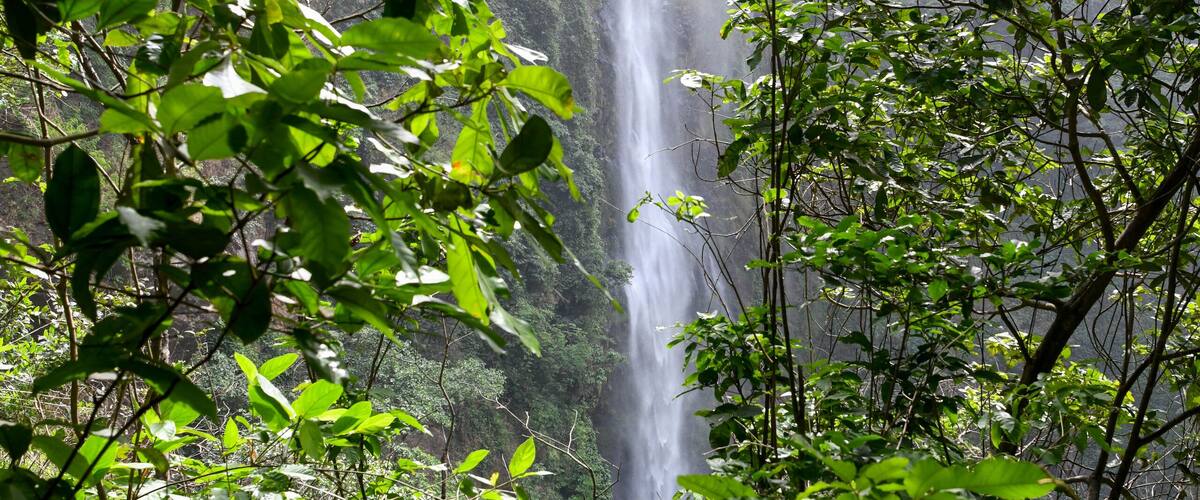 A waterfall surrounded by dense green foliage.