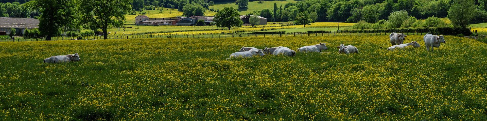 F, Burgund, Weidelandschaften im Morvan