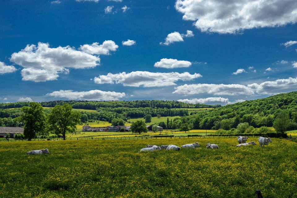 A green field with cows grazing, a clear blue sky, and rolling hills in the background.