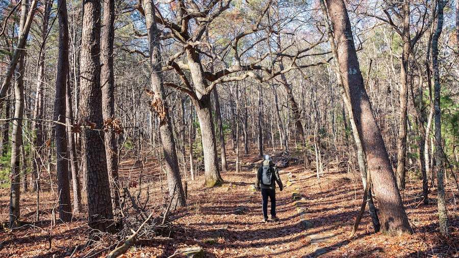 A man is hiking at Fort Mountain Trails, Chatsworth, GA, US. The person seems soaking in the autumn vibe of red, yellow and brown leaves. It is chilly, and or sometimes rainy during the fall.