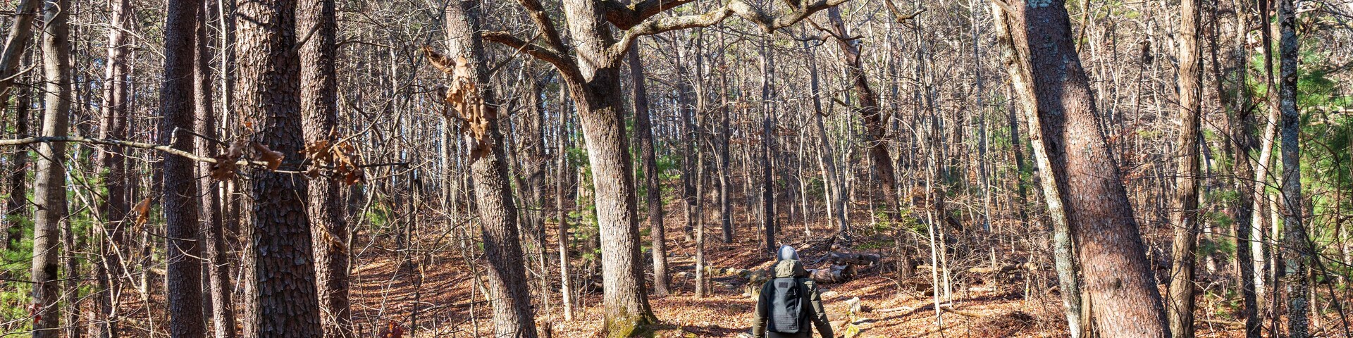 A man is hiking at Fort Mountain Trails, Chatsworth, GA, US. The person seems soaking in the autumn vibe of red, yellow and brown leaves. It is chilly, and or sometimes rainy during the fall.