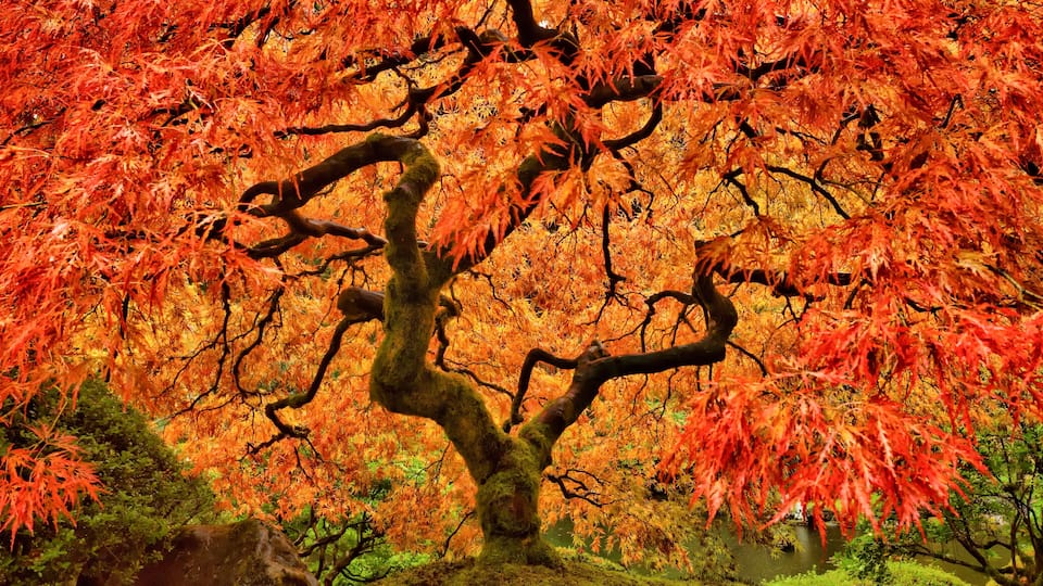 Japanese Maple Tree in Autumn with vivid colors