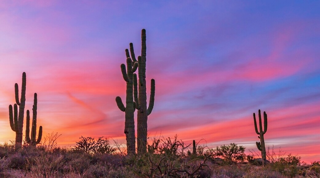 Stand of Saguaro Cactus At Sunset In Scottsdale Arizona