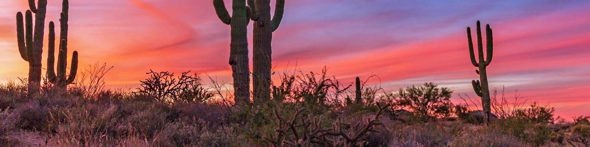 A desert landscape with multiple saguaro cacti against a colorful sunset sky.