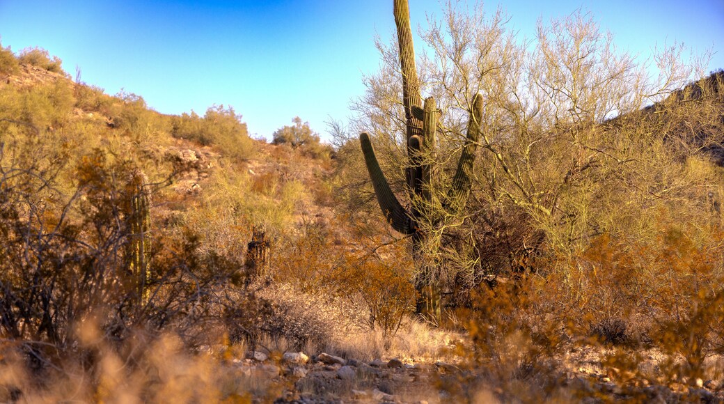 Mountain Vista Ranch