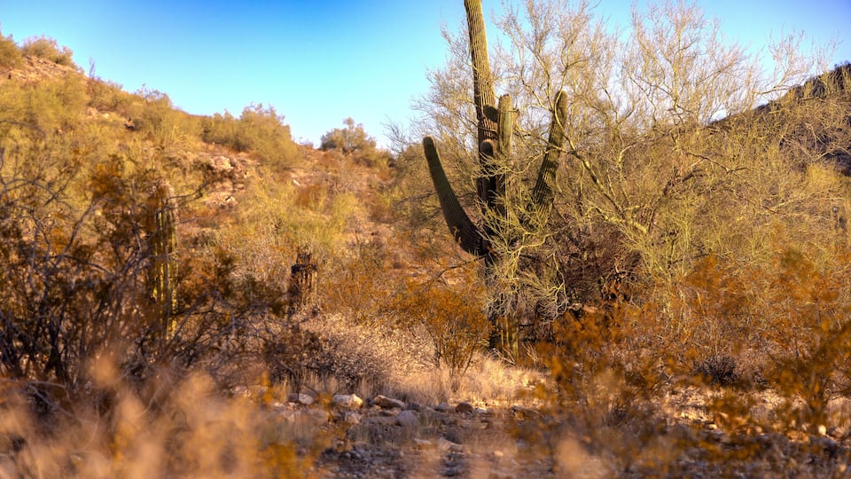Cactus of the White Tank Mountains