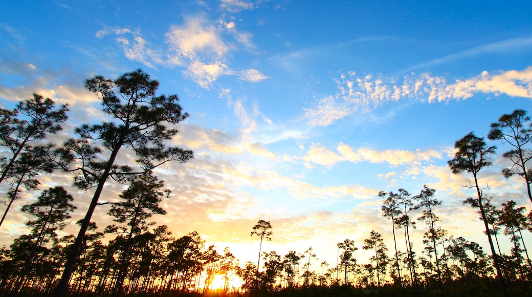 Everglades Forest Sunset