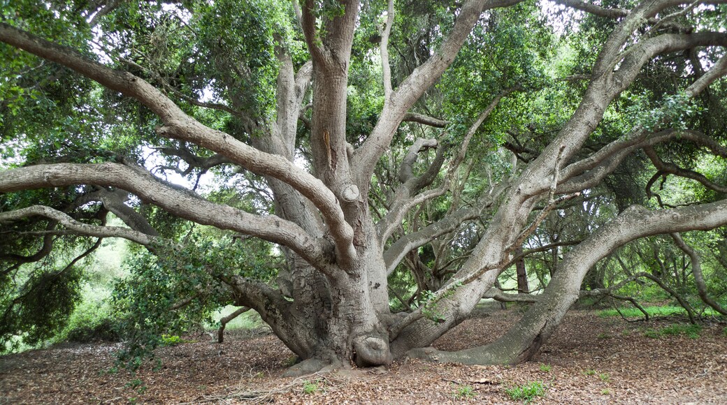 California Live Oaks, Quercus agrifolia, at Santa Barbara