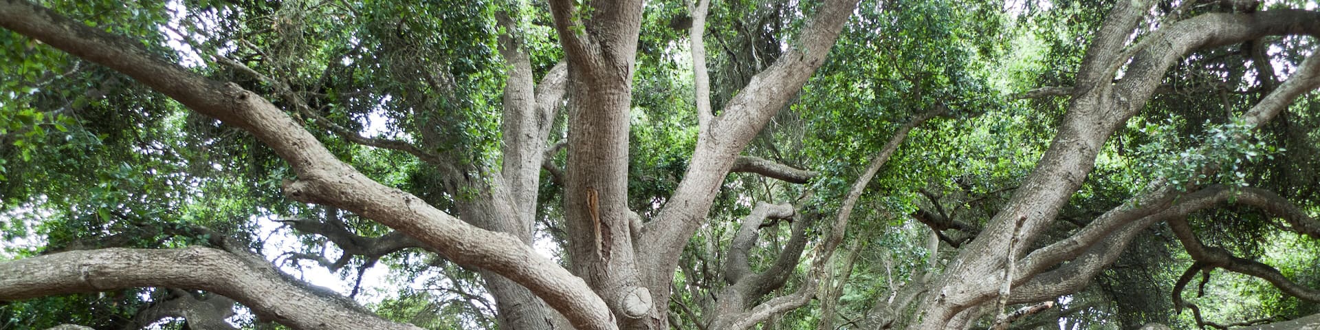 California Live Oaks, Quercus agrifolia, at Santa Barbara