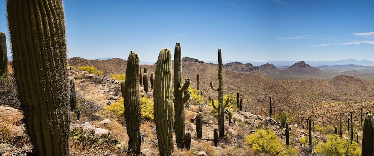 Saguaro National Park