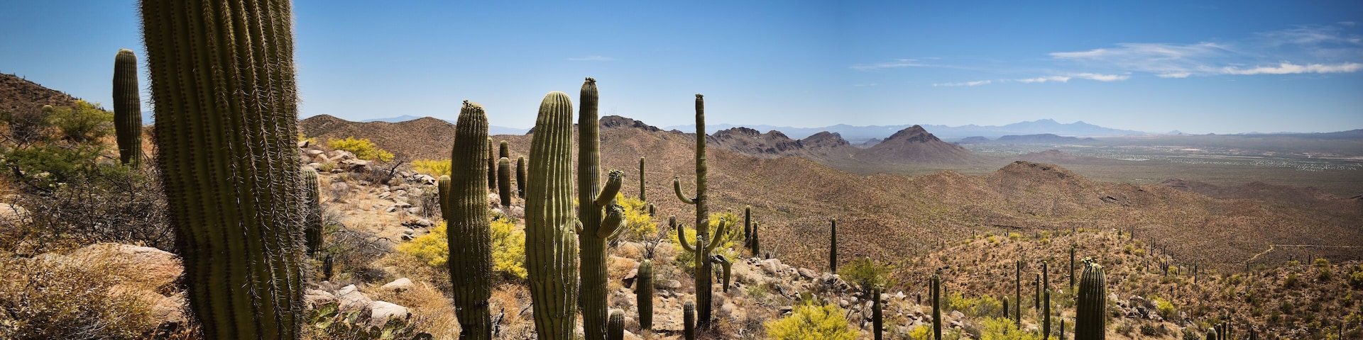 Saguaro National Park