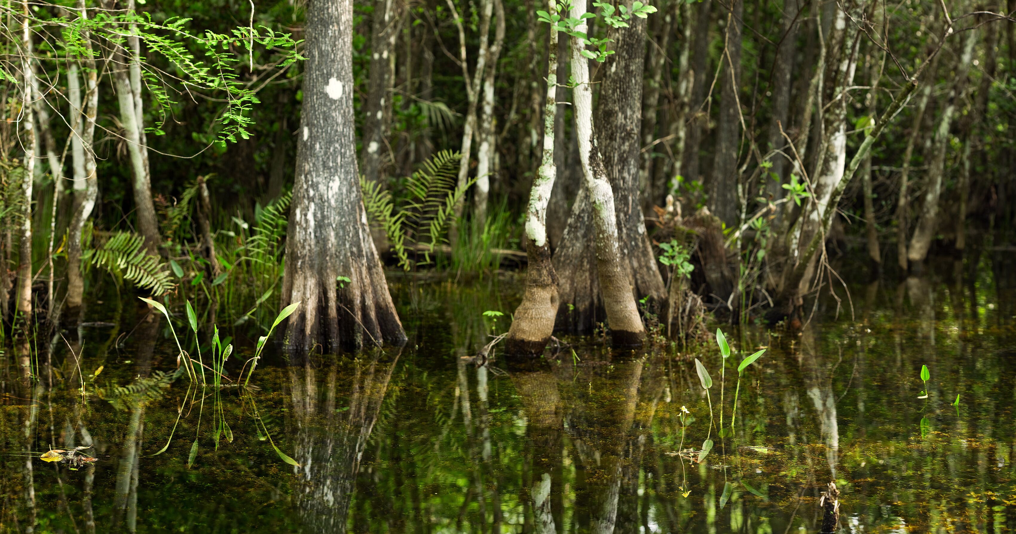 Swamp Scene in Florida Everglades