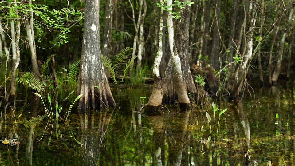 Swamp Scene in Florida Everglades