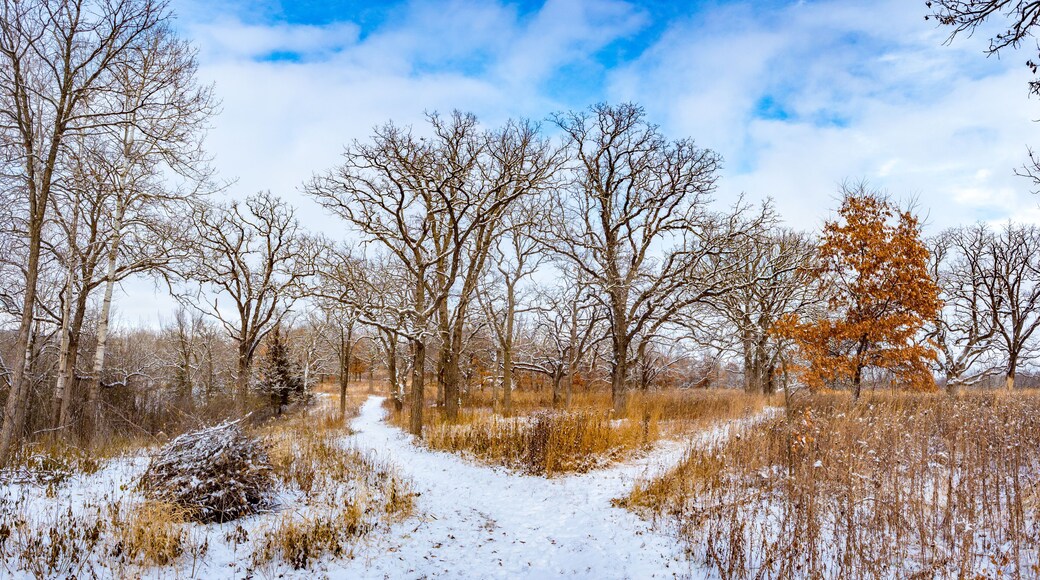 Split in path, snowy forest and trail in Quarry Hill Nature Center, Rochester, Minnesota on a snowy day
