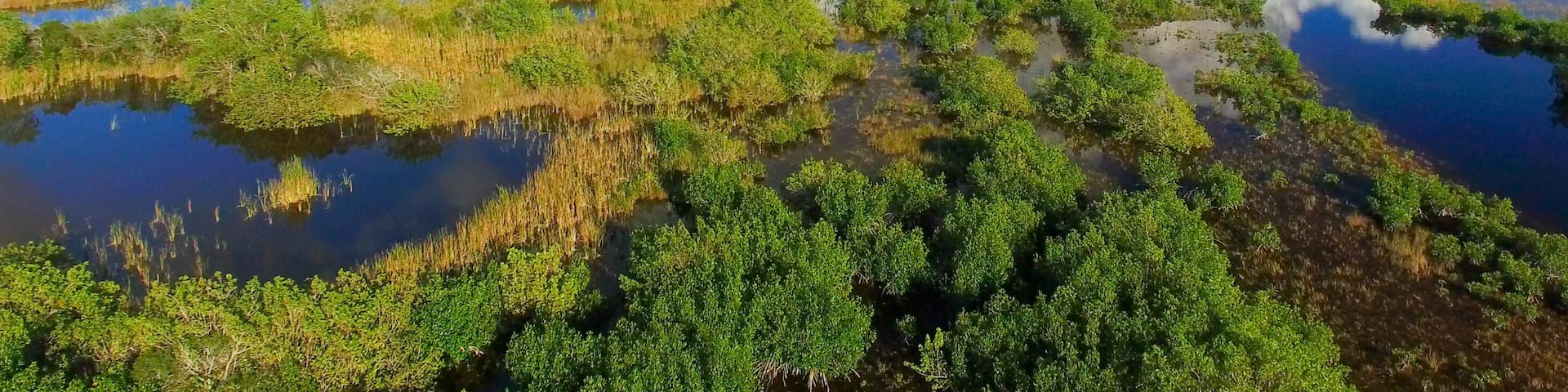 Aerial view of Everglades swamp, Florida