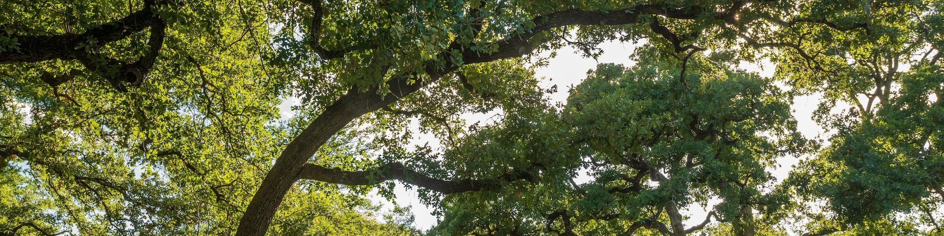 Cherrywood showing a small town or village and a house
