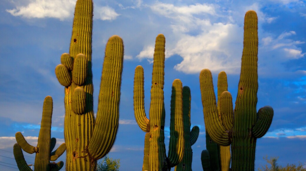Sunlit Cluster of Saguaro Cacti Against a Cloudy Blue Sky
