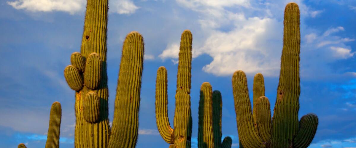 Sunlit Cluster of Saguaro Cacti Against a Cloudy Blue Sky