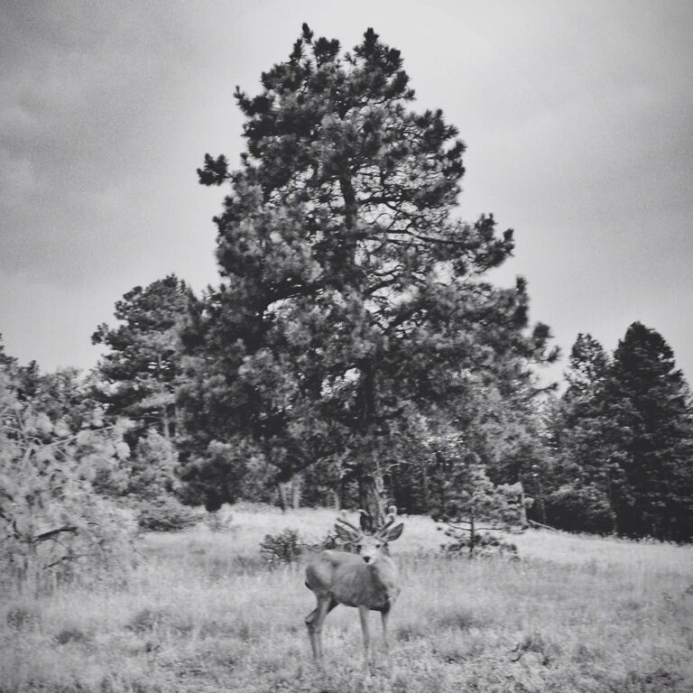 What a cool park! Seriously. Pretty well kept secret in my opinion. On top of a mountain, spectacular views, and deer that have no fear of humans? Perfect.
