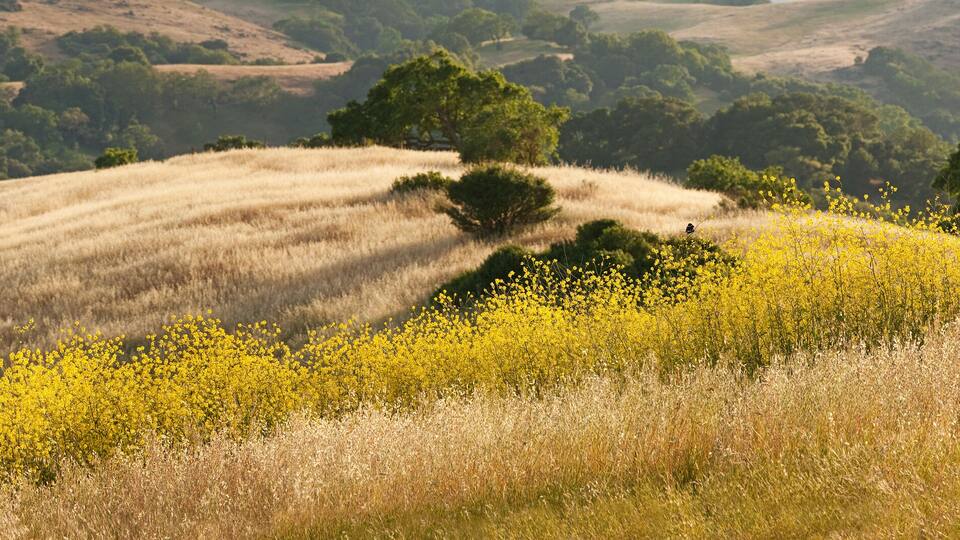 Panorama of golden California hills and mustard field