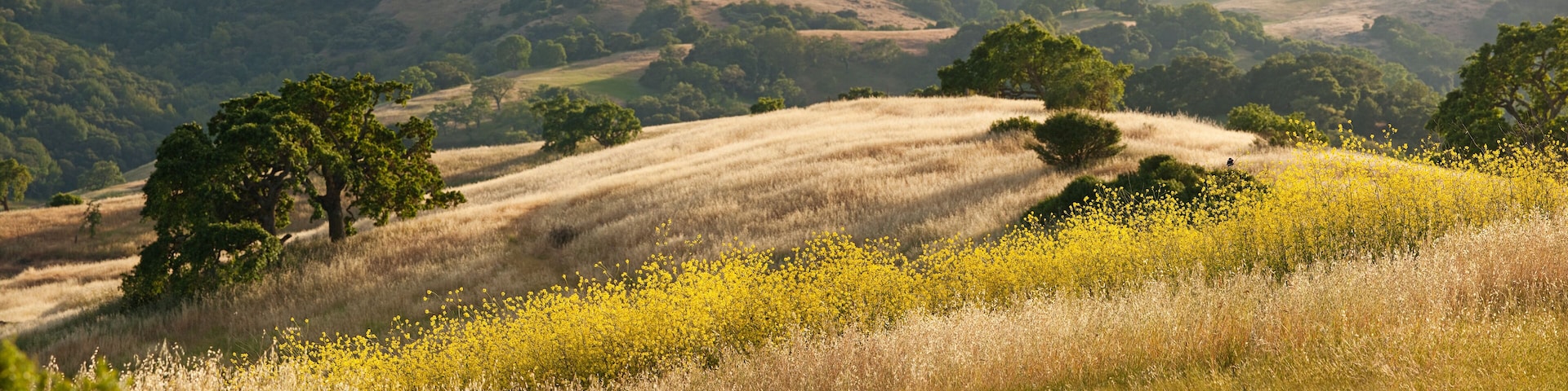 Panorama of golden California hills and mustard field