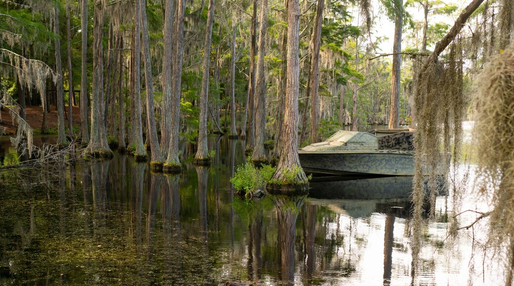 A Georgia State Swamp Lake has Abundant Cypress Trees Deep South