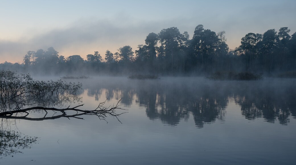 Dawn in January by a pond in The Woodlands, Texas.