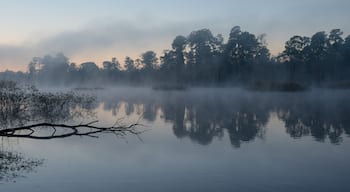 Dawn in January by a pond in The Woodlands, Texas.
