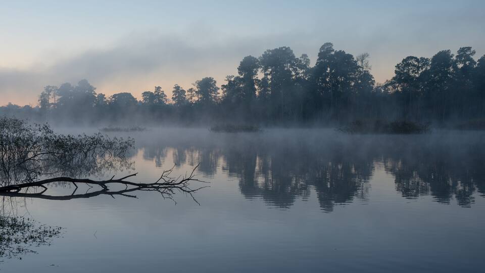 Dawn in January by a pond in The Woodlands, Texas.