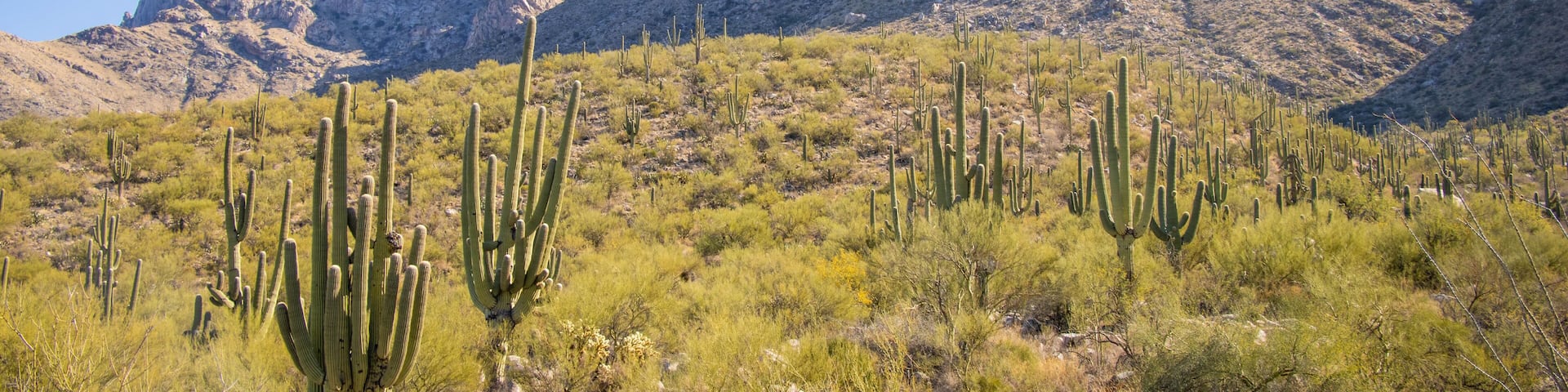 View of Oro Valley, Arizona's Pusch Ridge Peak, near Tucson, part of Santa Catalina Mountain Range
