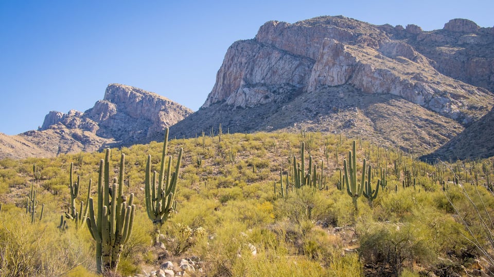 A desert landscape with tall cacti and rocky mountains in the background.