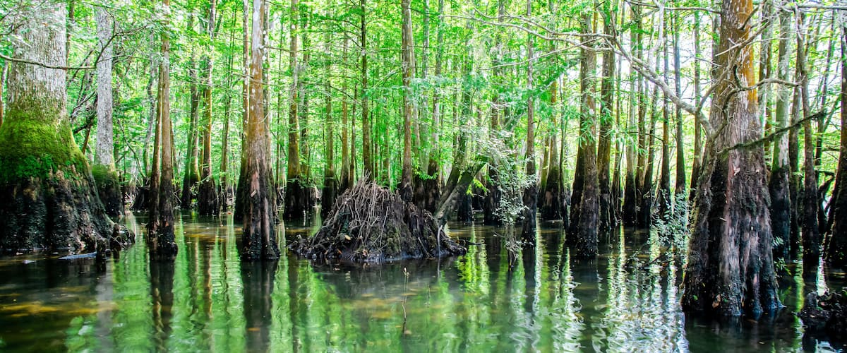 Panorama view cypress swamp at Morrison Springs Park, Walton County, Florida, US, forested wetlands dominated by bald cypress trees are located in still or slow-moving water