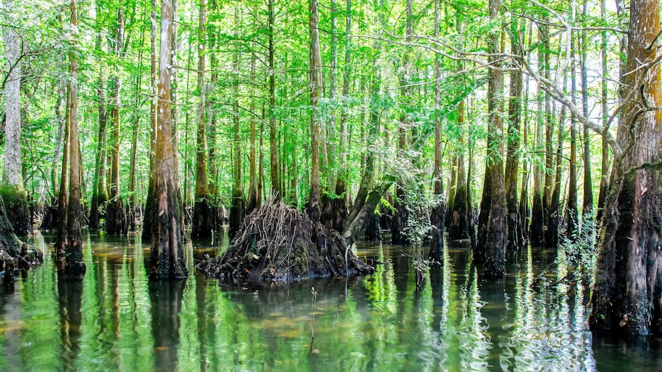 Panorama view cypress swamp at Morrison Springs Park, Walton County, Florida, US, forested wetlands dominated by bald cypress trees are located in still or slow-moving water
