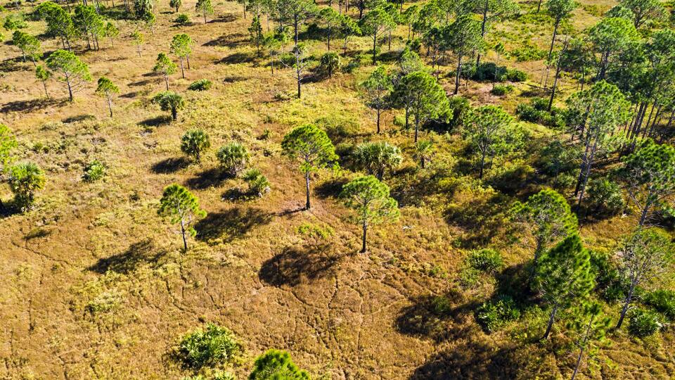 Aerial view of trees in a public park at St. Sebastian River State Park, Fellsmere, Florida, United States.
