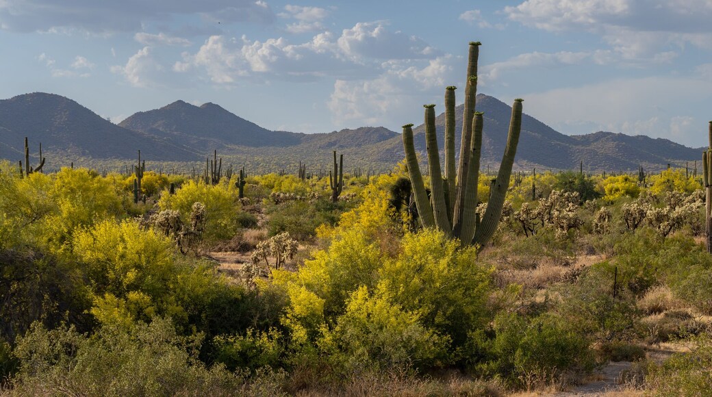 ドブソン ランチ