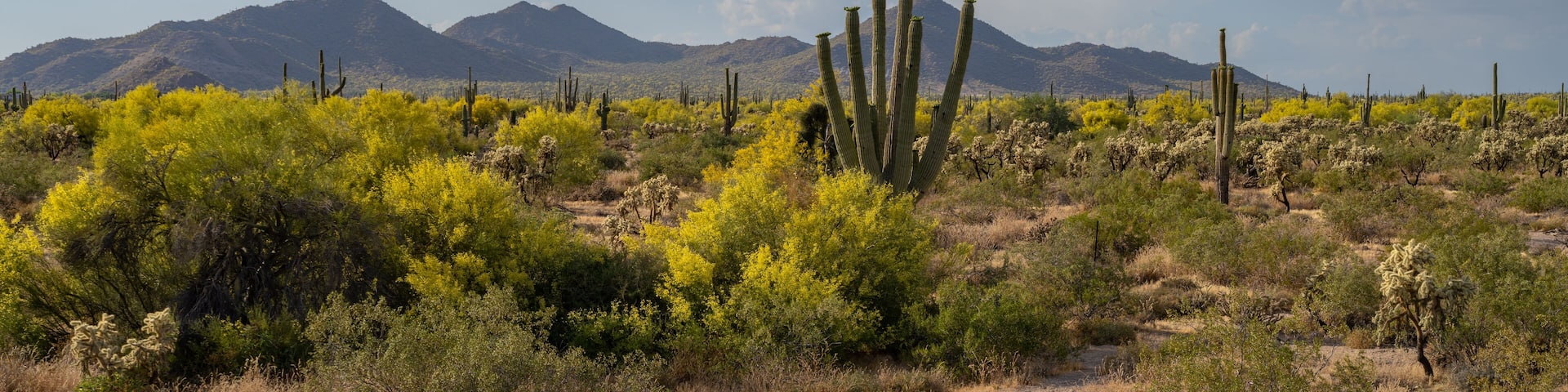 Usery Mountain Regional Park Central Arizona, America, USA.