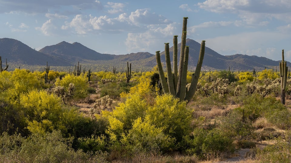 Usery Mountain Regional Park Central Arizona, America, USA.