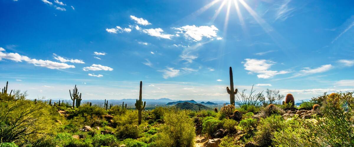 Paisaje desértico con cactus y montañas a lo lejos bajo un cielo azul despejado.