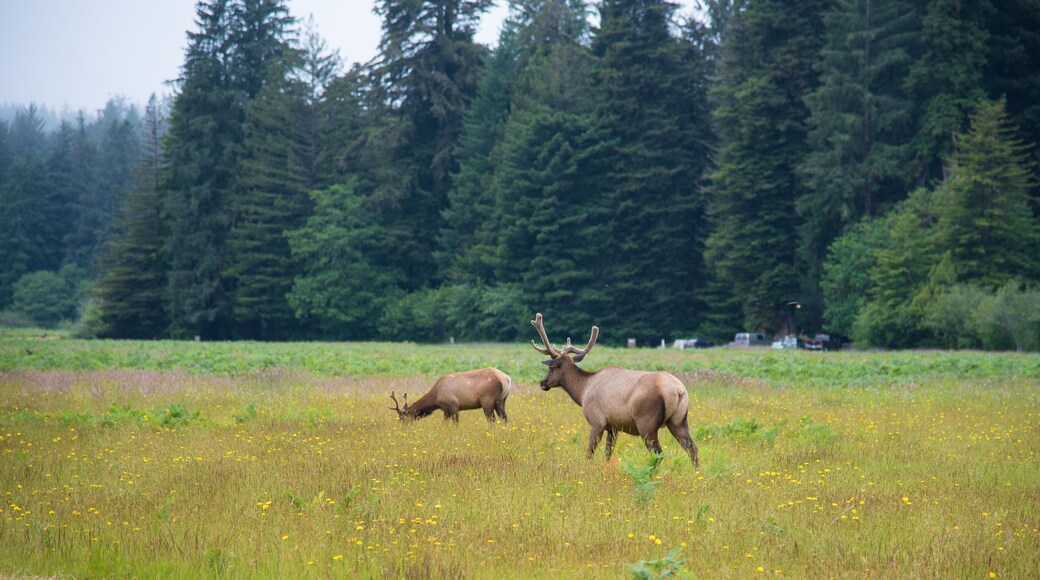 Wild Elk in Redwood National Park, California