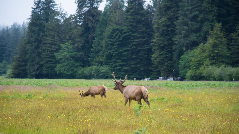 Wild Elk in Redwood National Park, California