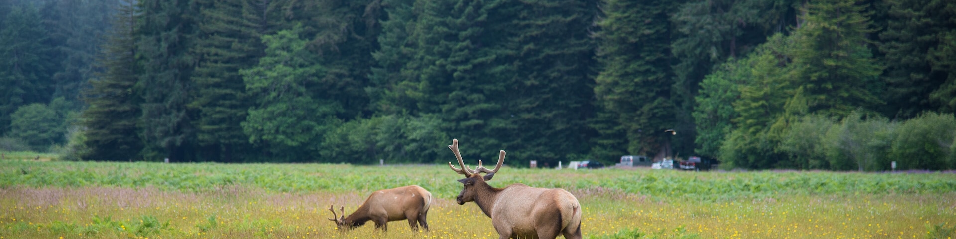Wild Elk in Redwood National Park, California