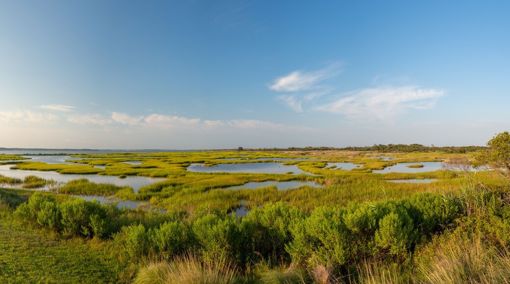Assateague State Park, Wild horses Island in Maryland, marches and beach