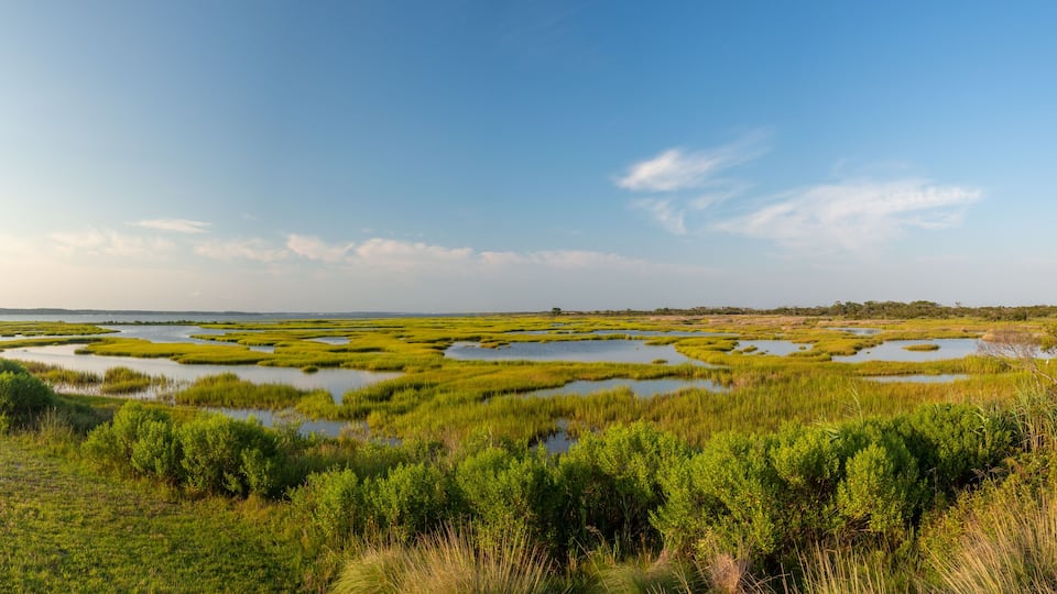 Assateague State Park, Wild horses Island in Maryland, marches and beach