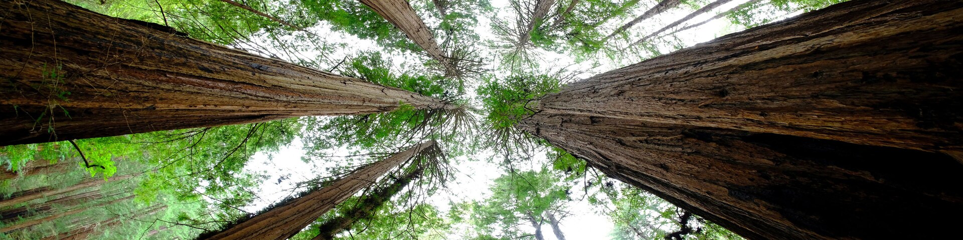 Muir Woods Forest Redwood Trees California